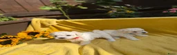 Bichon Frise dogs for sale: ⭐️Gorgeous Bichon Frise Puppies Available ⭐️ - Advert 11