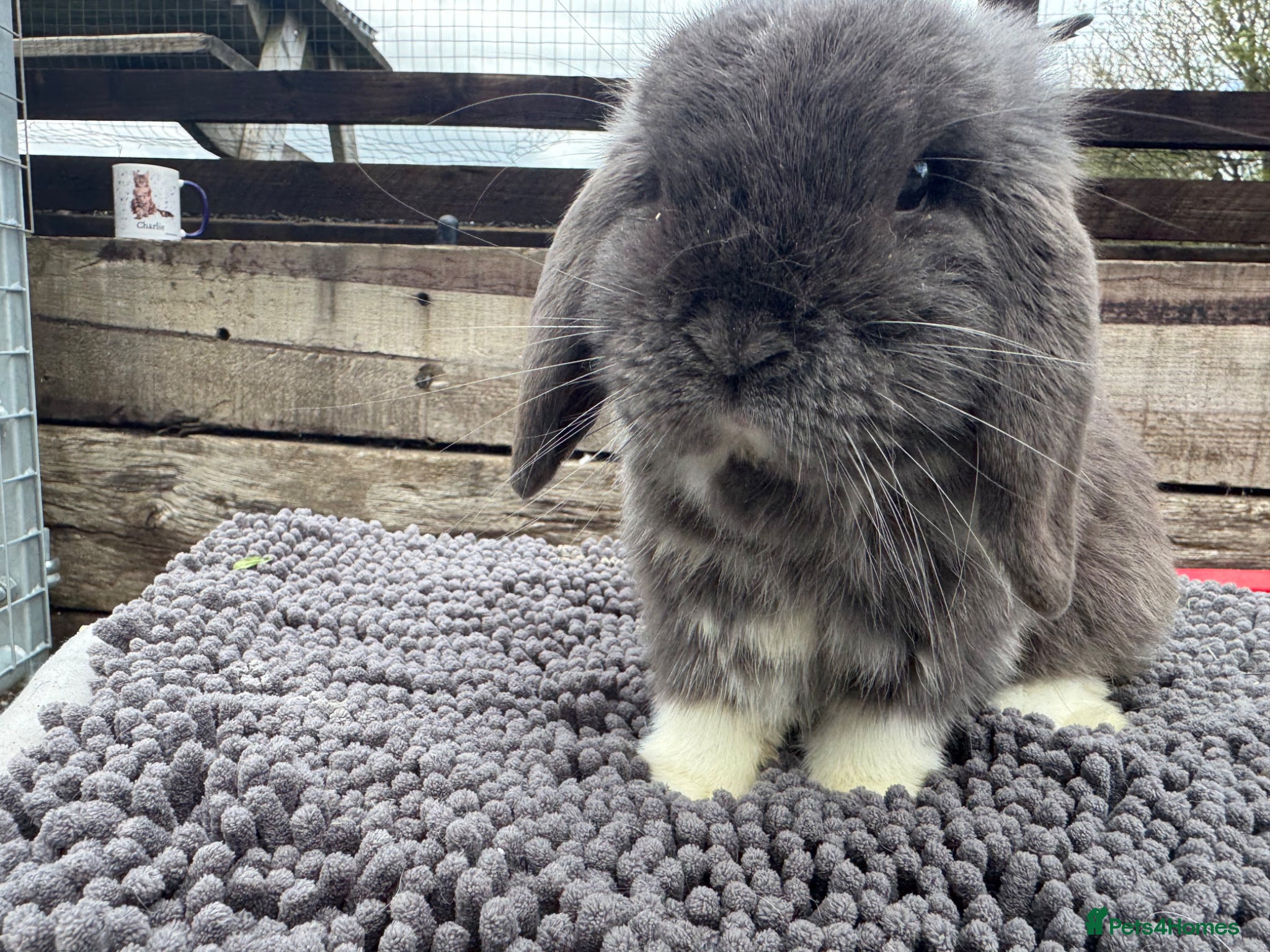 Mini Lop rabbits Lovely mini lop blue buck and house for sale - Advert 1