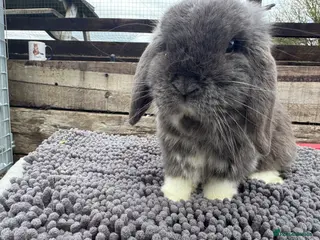 Mini Lop rabbits Lovely mini lop blue buck and house for sale - Advert 16
