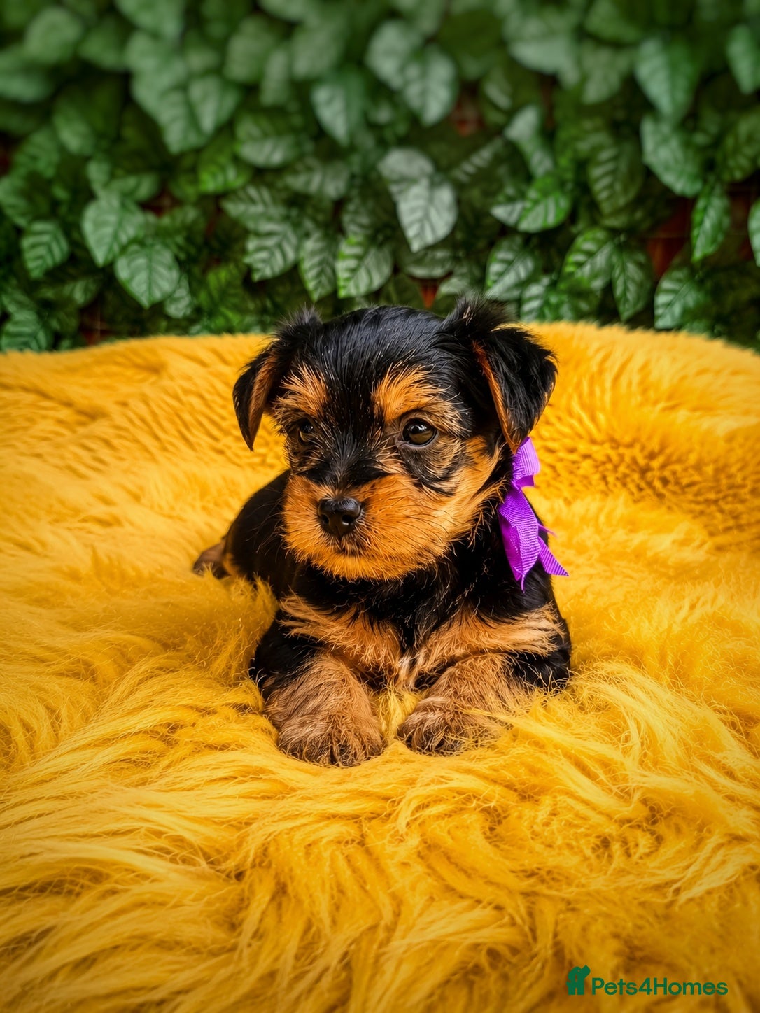 Yorkshire Terrier dogs Pure Bread Perfect looking Yorkshire Terrier Pups - Advert 1