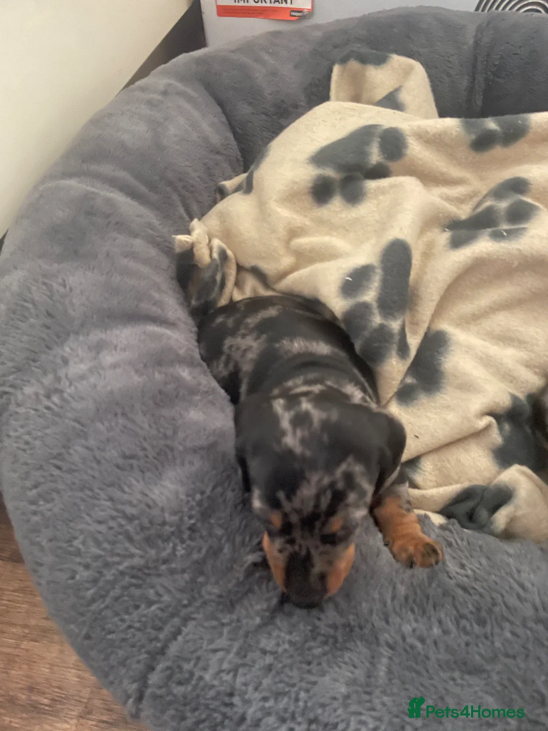 Dachshund dogs for sale: Dashshunds in Bishop Auckland - Advert 2