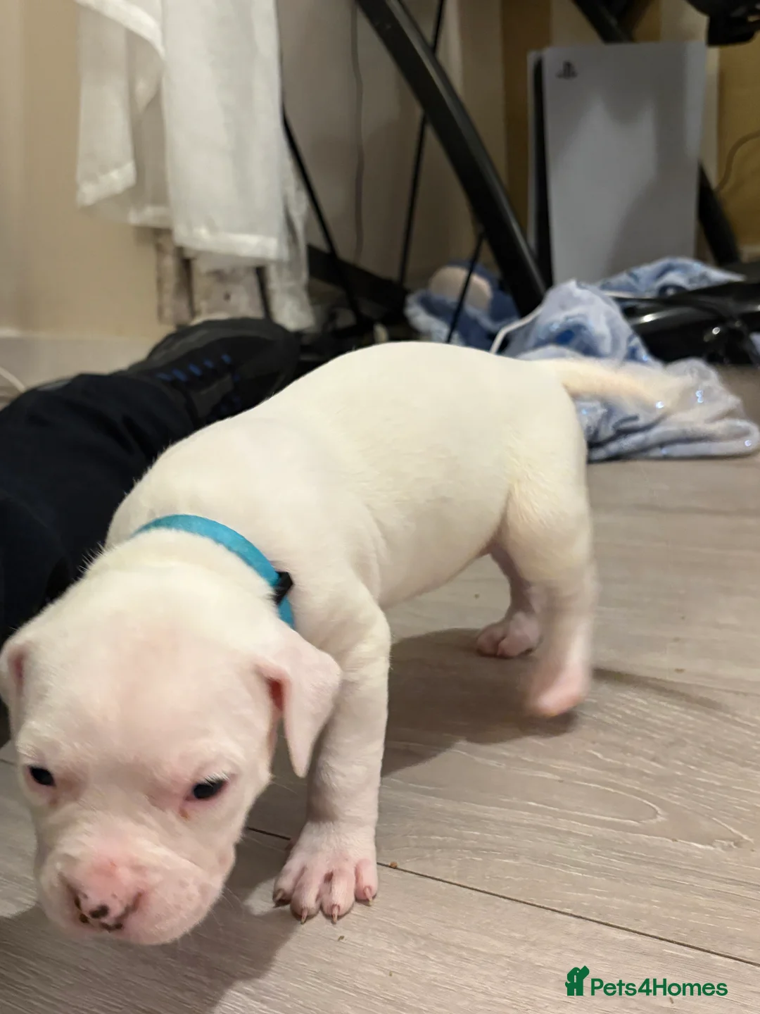 American Bulldog dogs for sale: American bulldog puppies  - Advert 25