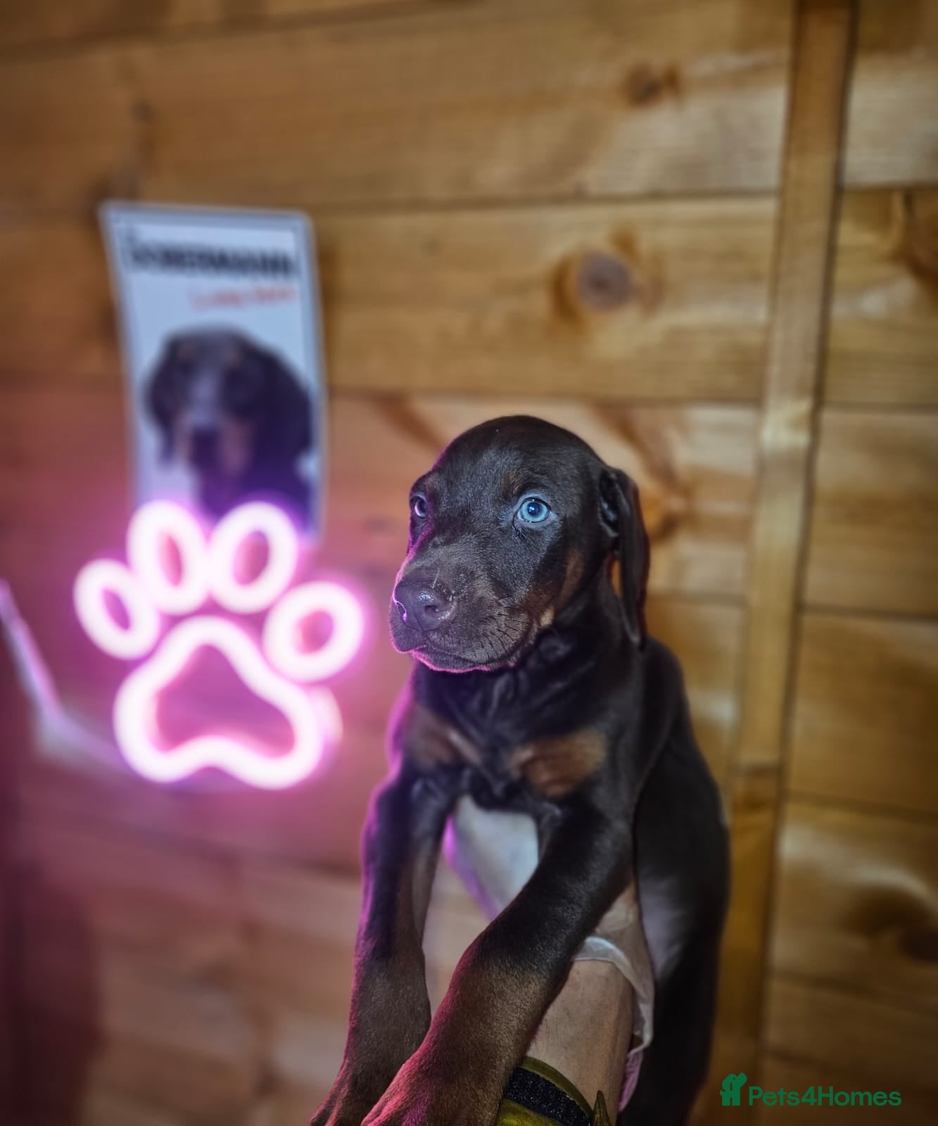 Dobermann dogs 🔥Top Quality Champion Bloodline KC registered 🏆 - Advert 1