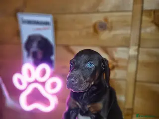 Dobermann dogs 🔥Top Quality Champion Bloodline KC registered 🏆 - Advert 2