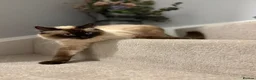 Ragdoll cats for sale: Beautiful Ragdoll Kittens – Health Tested Parents. - Advert 13