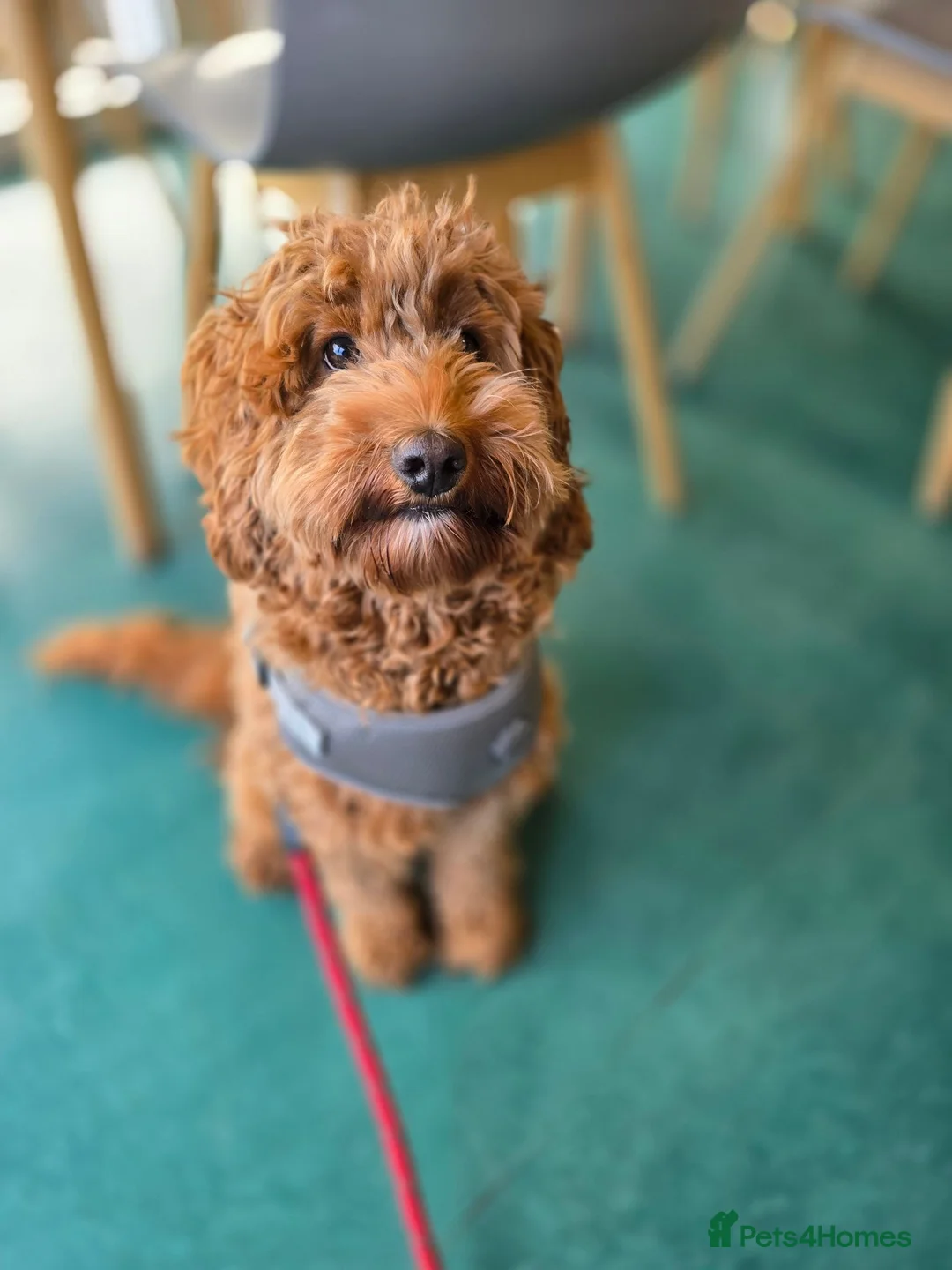 Cockapoo dogs for sale: Rehoming our lovely girl - Ora - Advert 2