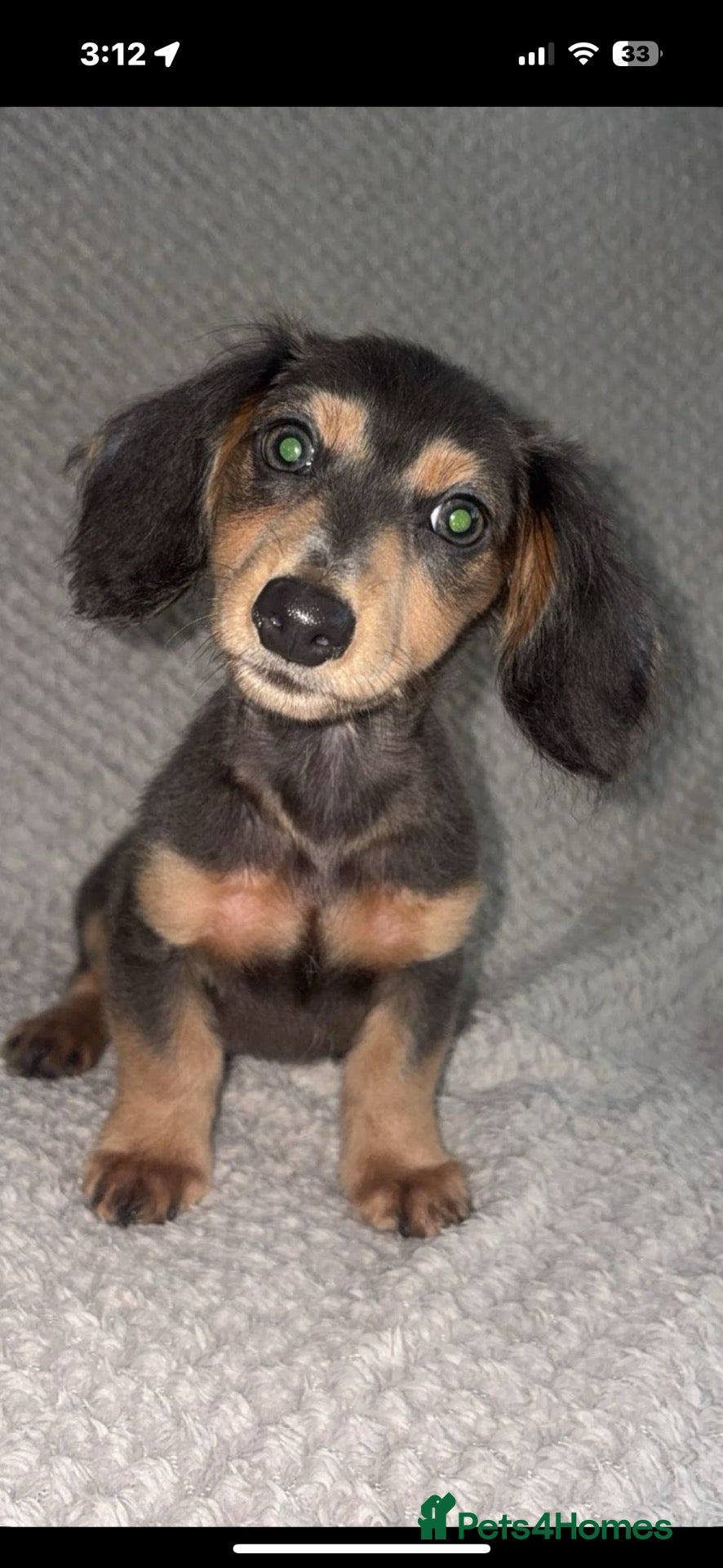 Miniature Dachshund dogs Mini dachshunds  - Advert 10