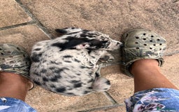 Mixed Breed dogs for sale: Border/Bullie Cross Merle Male Puppy 11 Weeks - Image 7