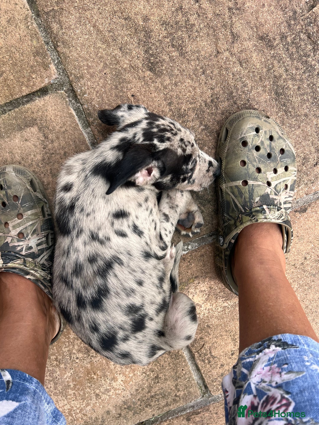 Mixed Breed dogs for sale: Border/Bullie Cross Merle Male Puppy 11 Weeks - Image 7