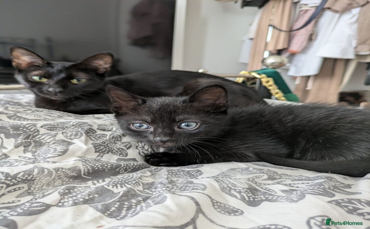 Bombay cats - Advert 1