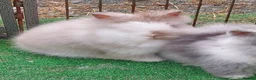 Lionhead rabbits for sale: Beautiful Male Baby. - Advert 3
