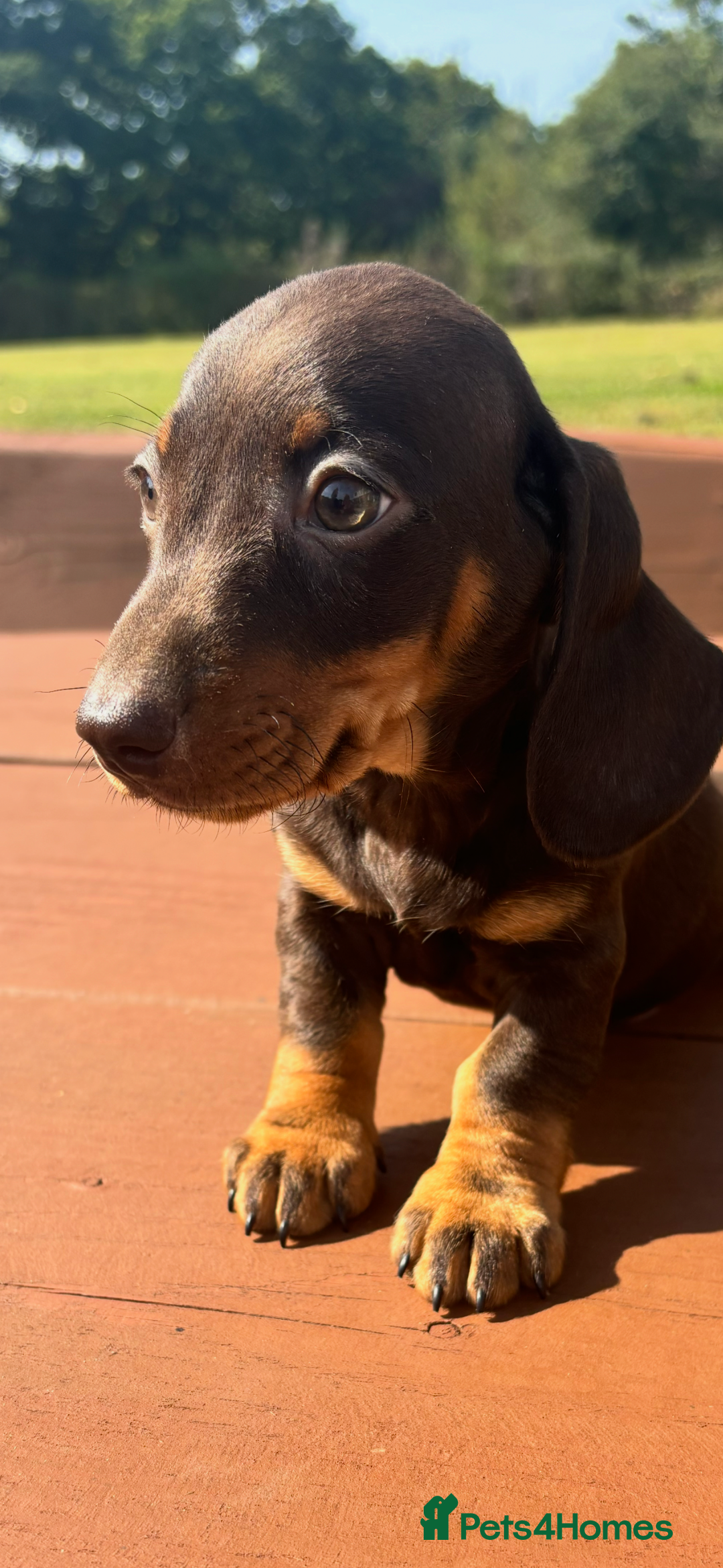 Miniature Dachshund dogs for sale: BEAUTIFUL PRA CLEAR & KC REG MINIS - Advert 20