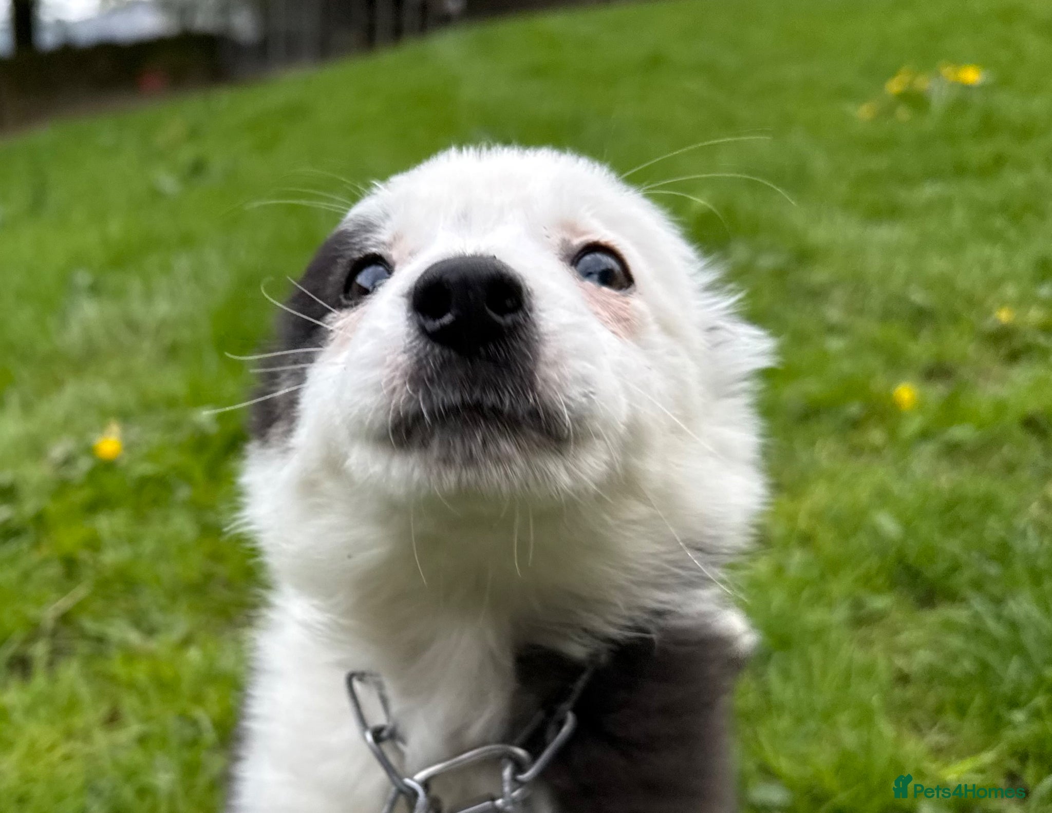 Border Collie dogs ISDS registered Beautiful Border Collie pup  - Advert 2