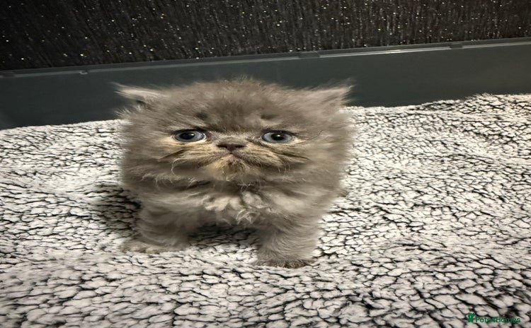 Persian cats - Advert 2