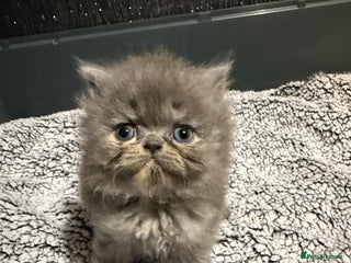Persian cats Last Boy left 7 weeks and 4 days old old - Advert 1