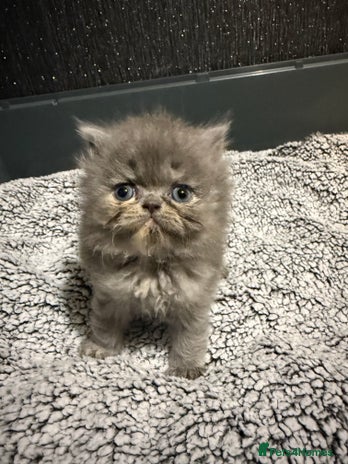 Persian cats - Advert 2