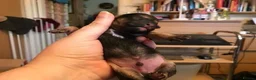 Toy Poodle dogs for stud: Apricot Toy Poodle Stud carries parti and phantom in Stockton-on-Tees - Advert 10