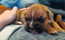 Boxer dogs for sale: Chunky boxer puppies - Image 3