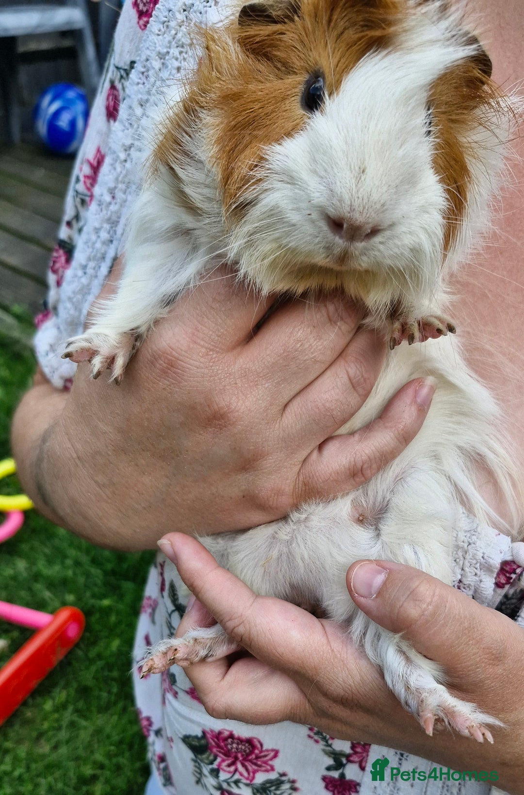 Guinea Pig rodents for sale: Dad and 2 sons - Image 6
