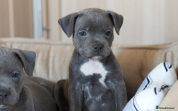 Staffordshire Bull Terrier dogs for sale: Beautiful staffy puppies - Image 13