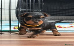 Yorkshire Terrier dogs for sale: 🐾 Miniature Yorkshire Terrier Puppies 🐾 - Image 6