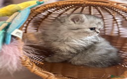 British Longhair cats for sale: British Long Hair Kittens - Image 24
