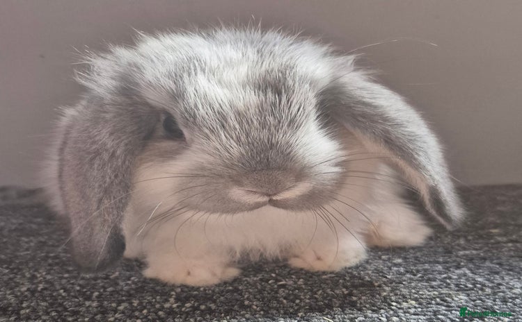 Mini Lop rabbits in Alton - Advert 9