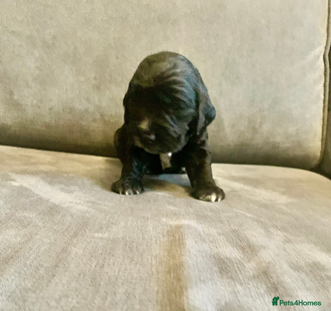 Cockapoo dogs for sale: Cockapoo F1b - Advert 16