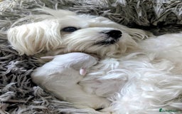 Maltese dogs for sale: Maltese male - Image 9
