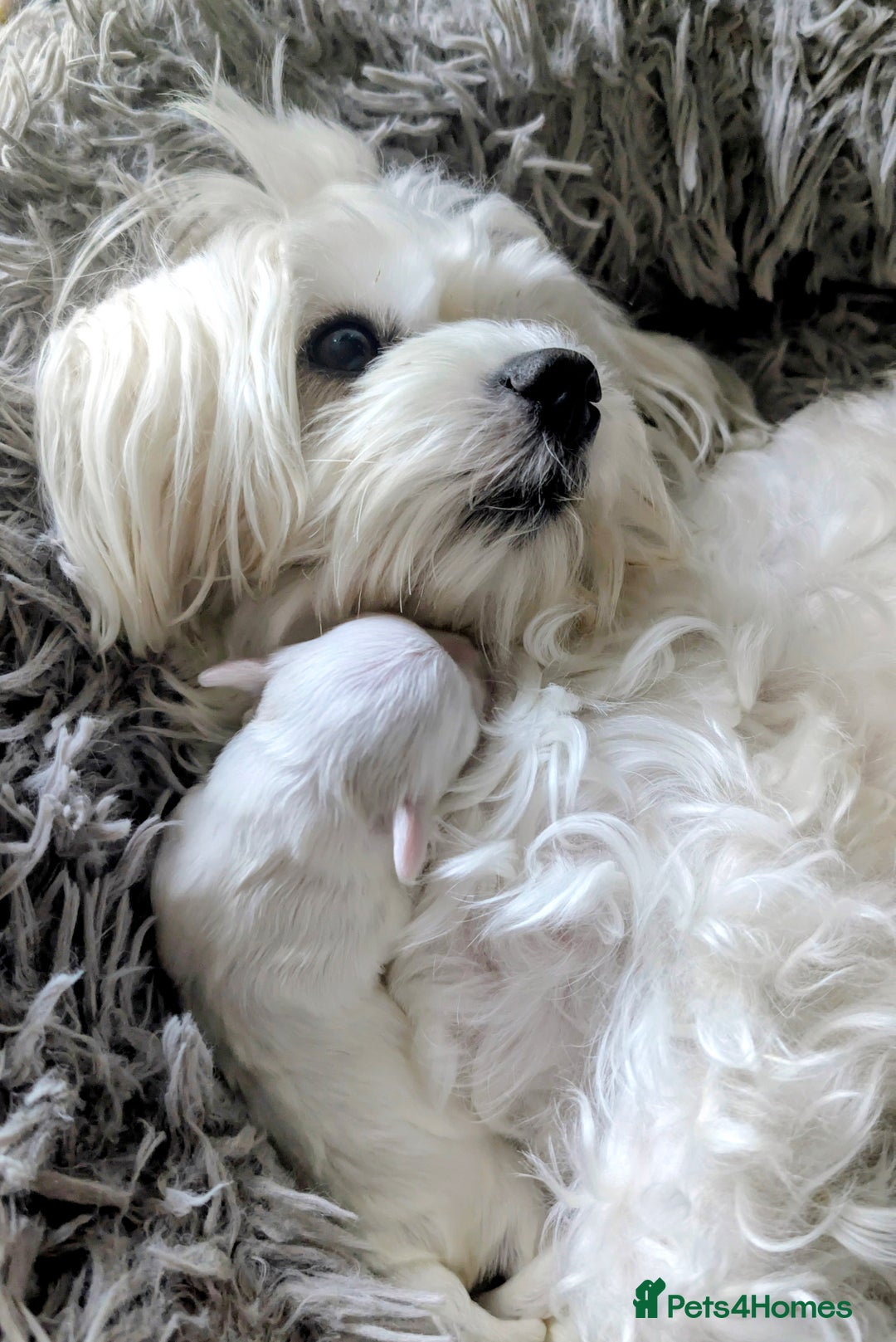 Maltese dogs for sale: Maltese male - Image 9