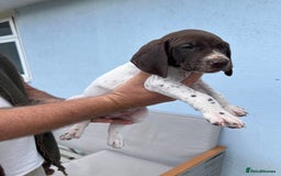 German Shorthaired Pointer dogs for sale: German shorthairs pointer - Image 6
