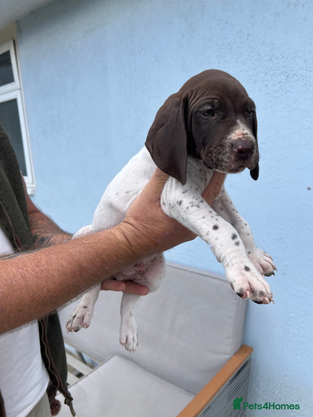 German Shorthaired Pointer dogs for sale: German shorthairs pointer - Image 6