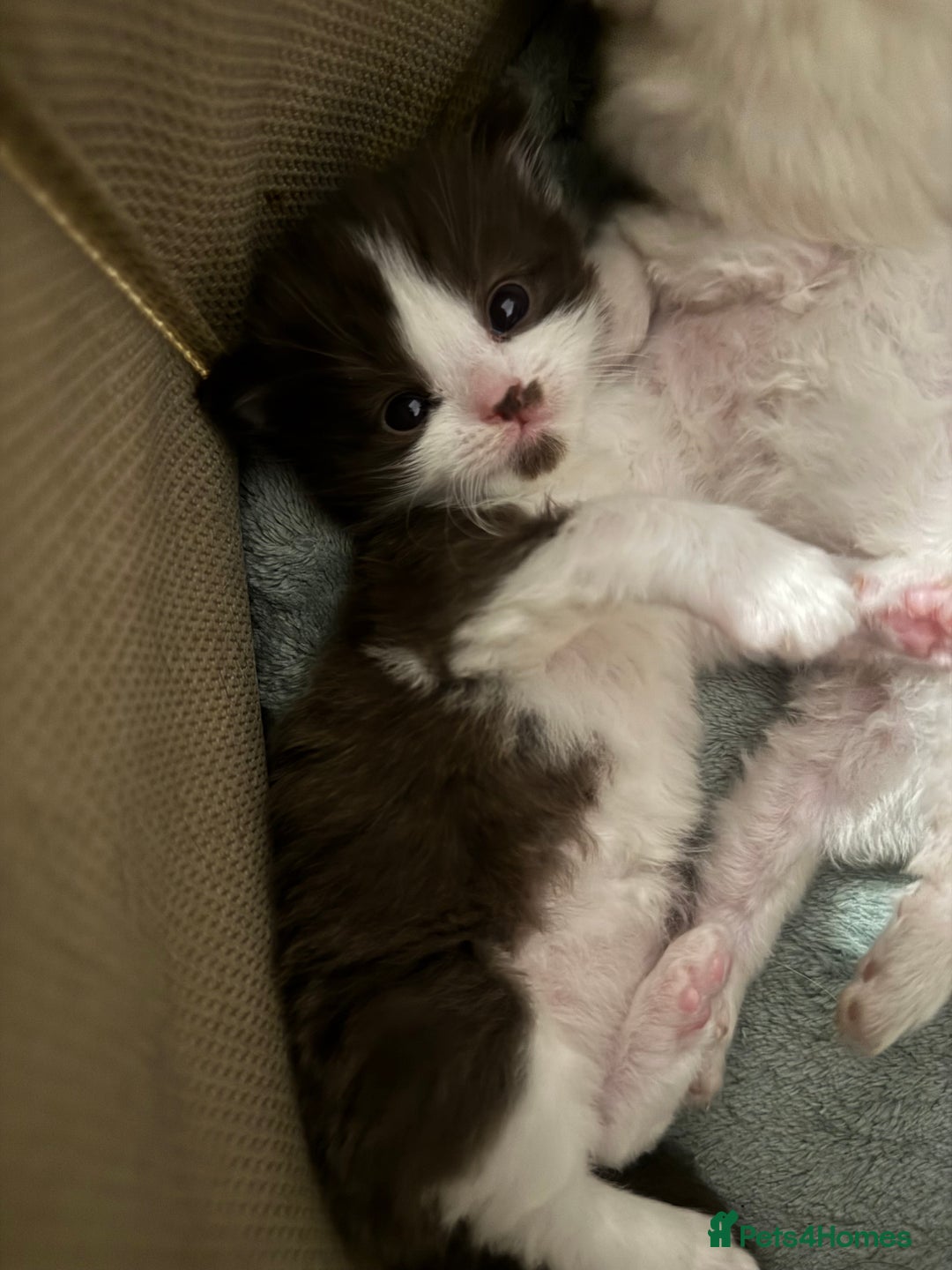 Ragdoll cats for sale: 5 beautiful kittens, 3/4 ragdoll 1/4 tabby - Advert 5