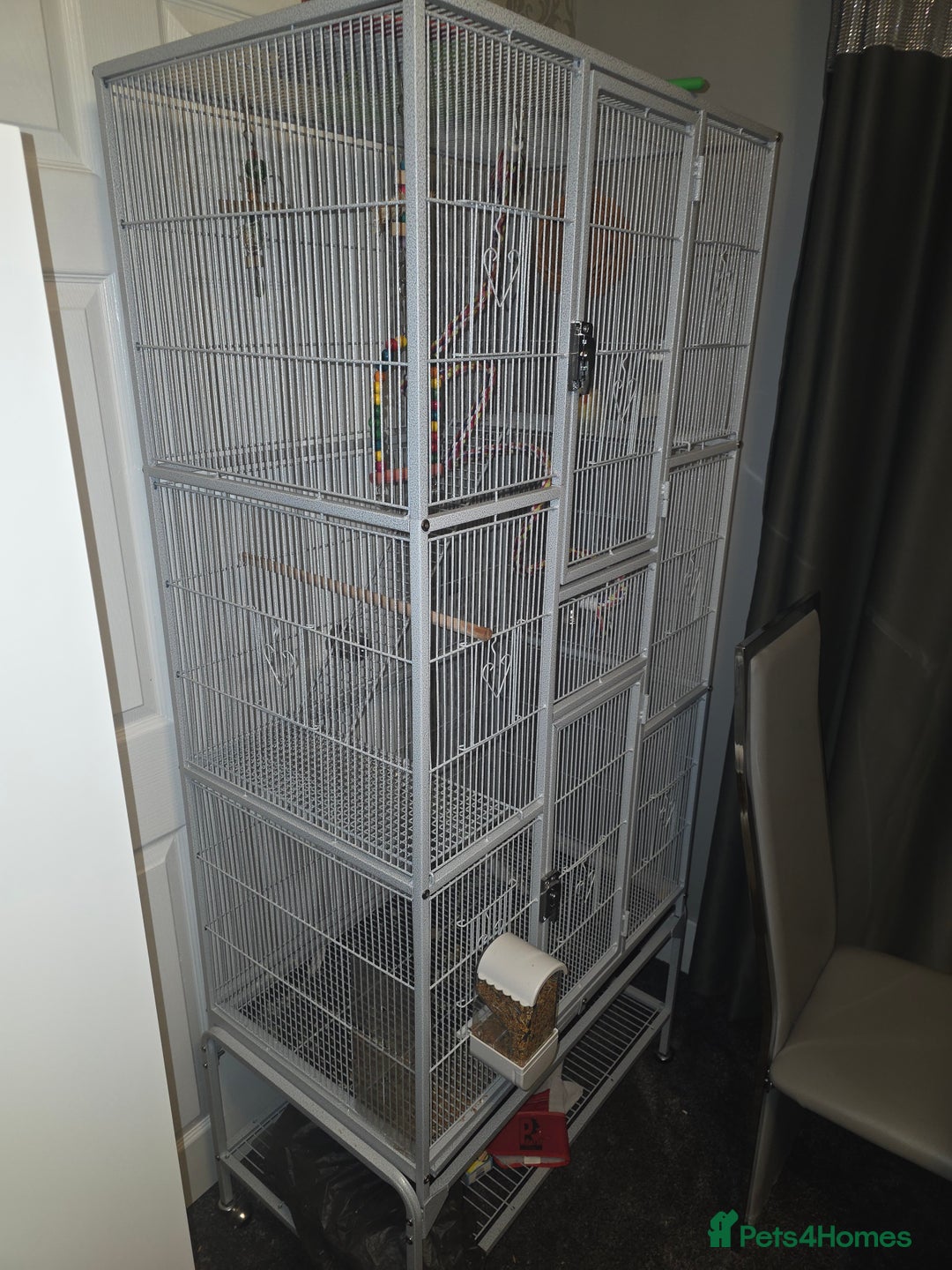 Cockatiels birds for sale: Male cocktails - Advert 3