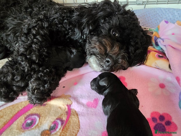 Shihpoo dogs 5 beautiful Shihpoo puppies - Advert 1