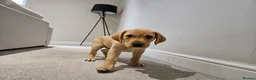 Labrador Retriever dogs for sale: Working Labrador puppies  - Advert 10