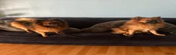 Pomeranian dogs for sale: Two Pomeranians for sale (together)  in Edgware - Advert 5
