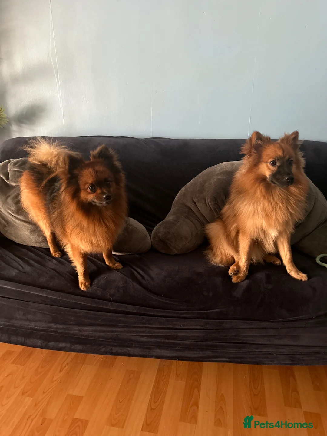 Pomeranian dogs for sale: Two Pomeranians for sale (together)  in Edgware - Advert 5
