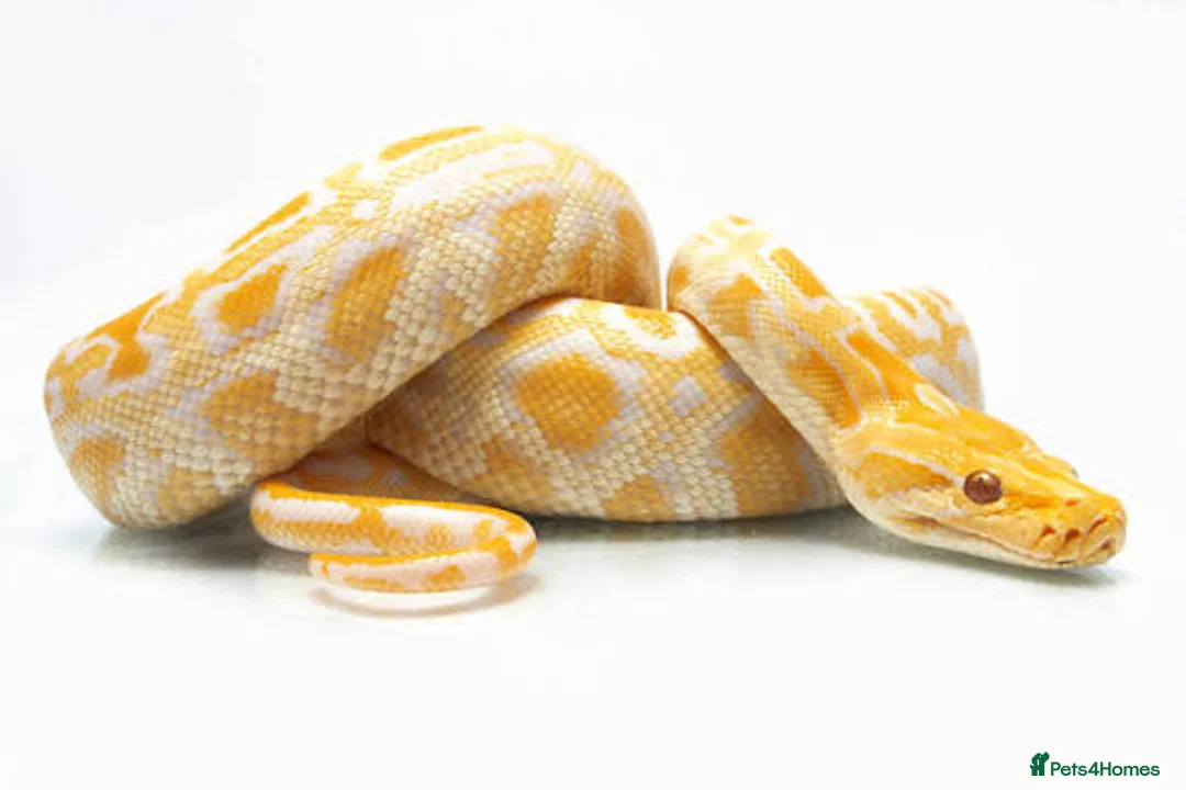 Python Snake reptiles for sale: Python  - Advert 2