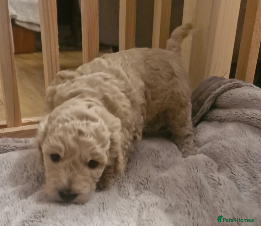 Cockapoo dogs for sale:  Cockapoo puppies F2B - Advert 11