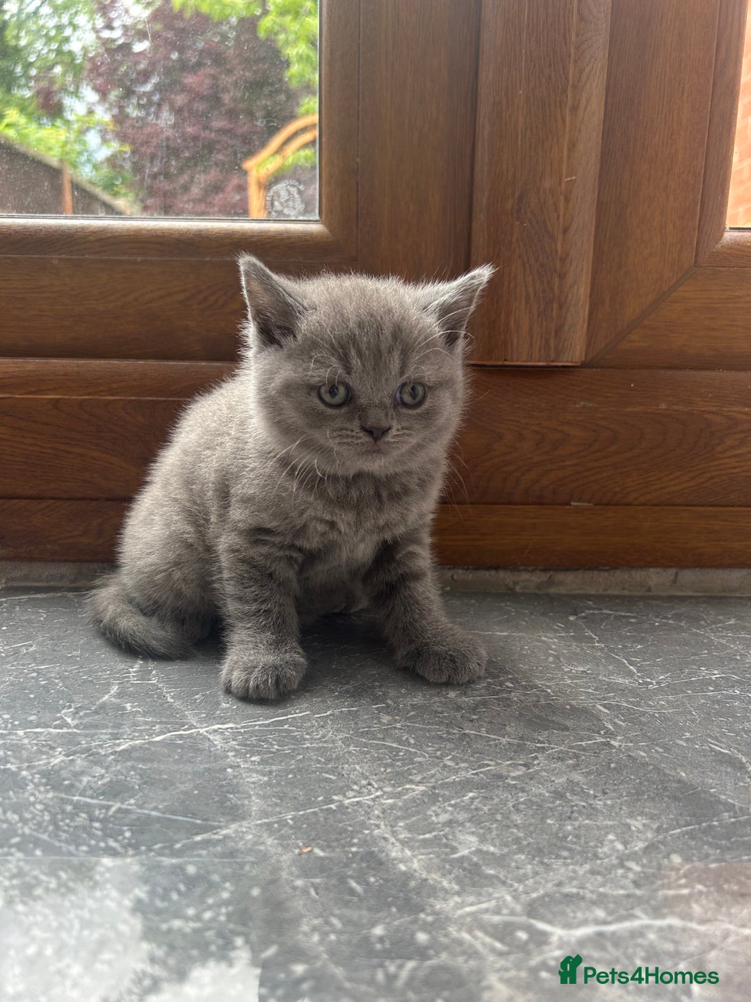 British Shorthair cats for sale: Beautiful British Shorthair Kittens  | From £500 - Image 5