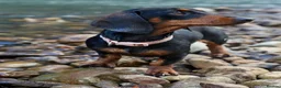 Miniature Dachshund dogs for sale: 2 x female mini dachshunds for sale in Glasgow - Advert 7