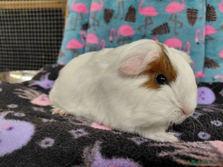 Guinea Pig rodents - Advert 28