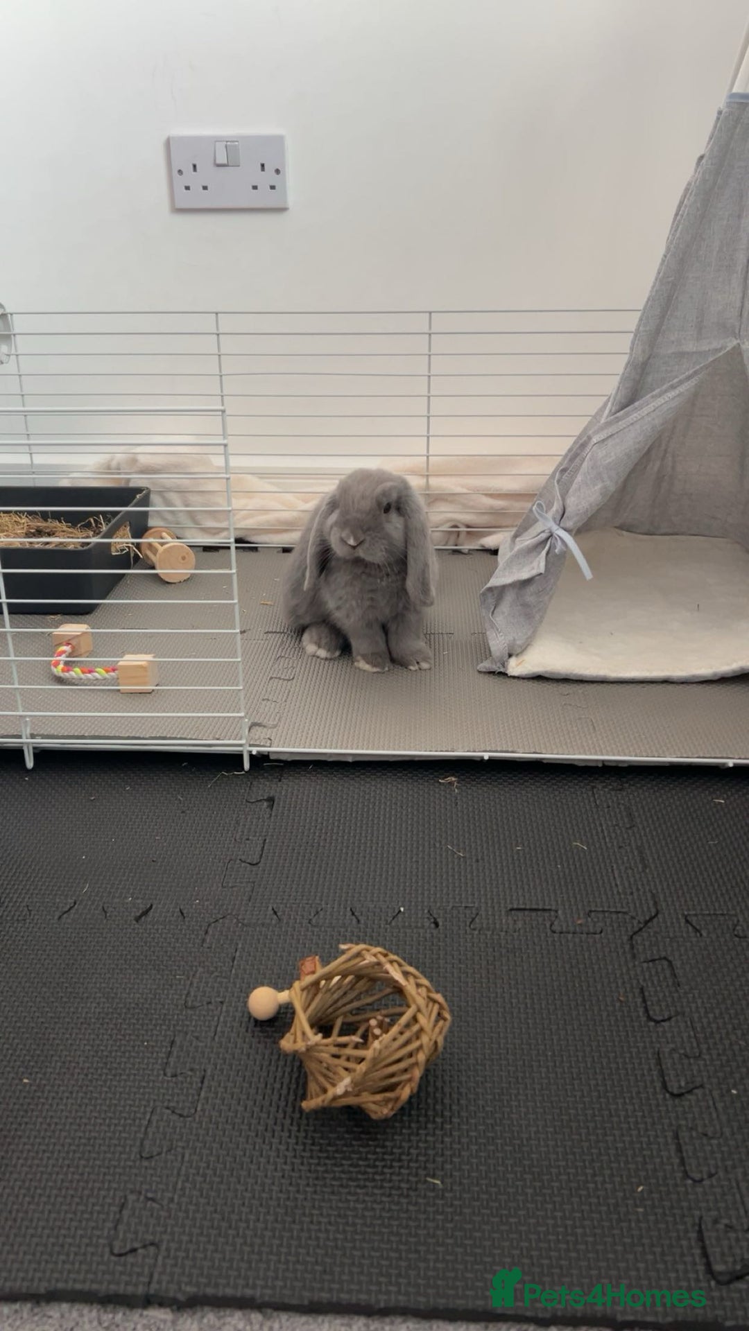 Mini Lop rabbits for sale: Nibbles the mini lop - Image 2