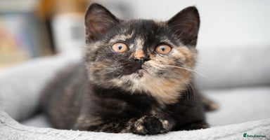 British Shorthair cats - Advert 5