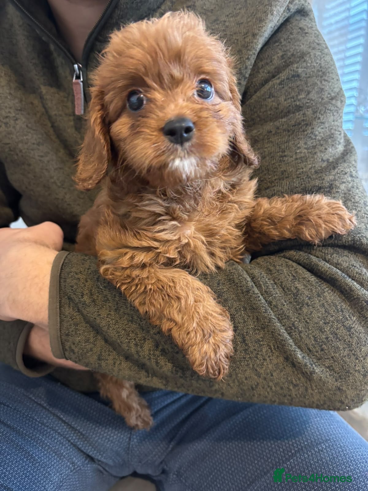 Cavapoo dogs Cavapoo  - Advert 1