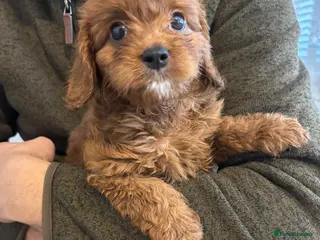 Cavapoo dogs Cavapoo - Advert 1