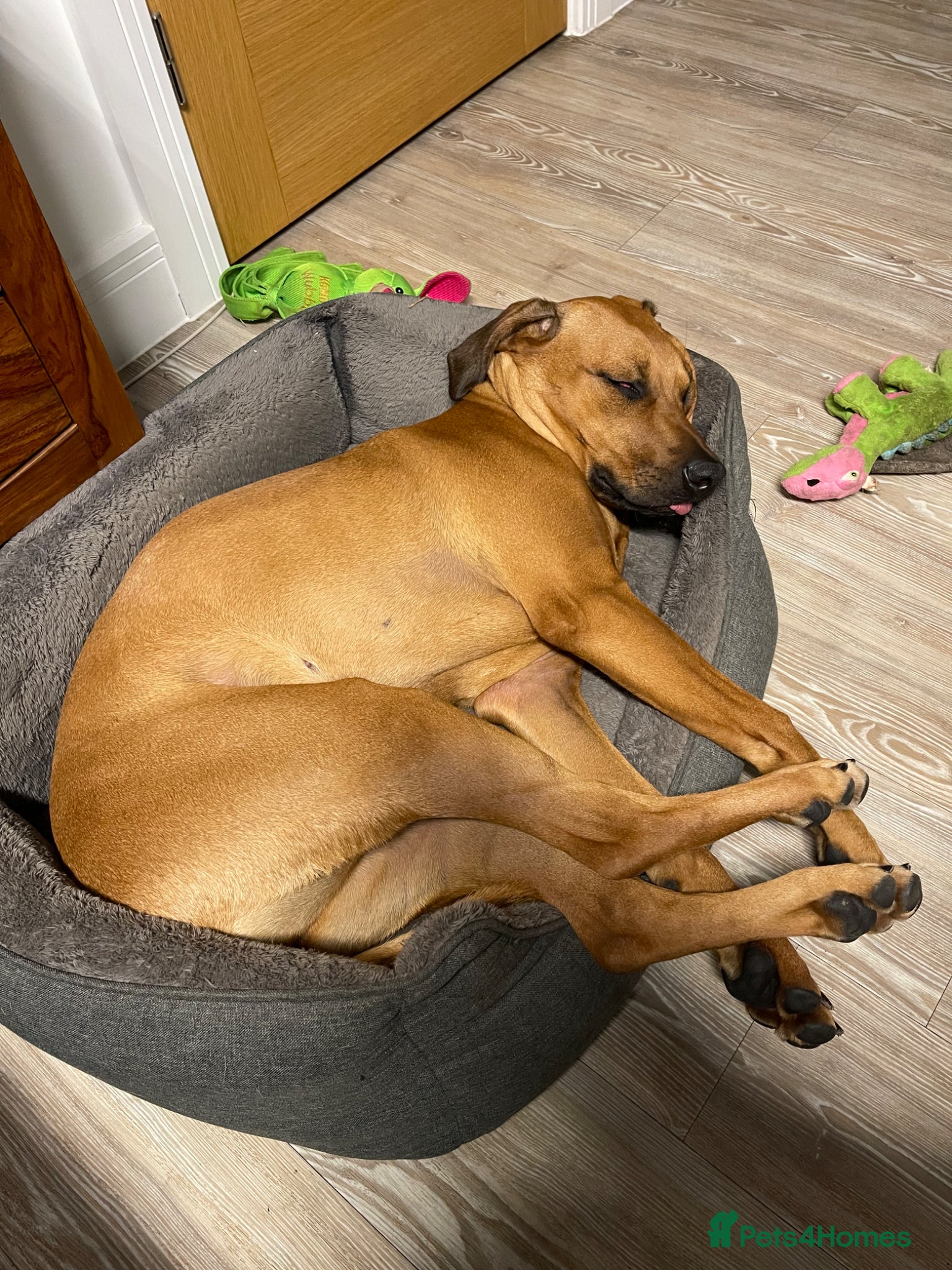 Rhodesian Ridgeback dogs for sale: Rhodesian Ridgeback puppies due 26th June 2026 in Stockbridge - Advert 20
