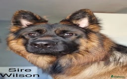 German Shepherd dogs for sale: GERMAN SHEPHERD LONG COATED PUPPIES - Image 11