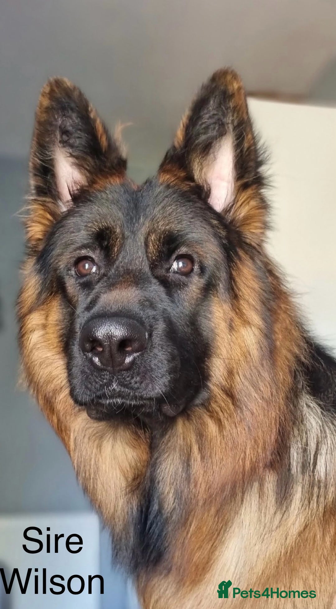 German Shepherd dogs for sale: GERMAN SHEPHERD LONG COATED PUPPIES - Image 11